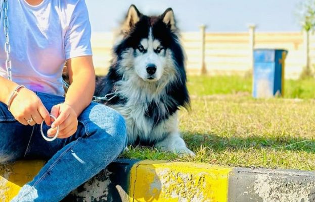 FIR filed as former cricketer Nida Dar’s pet dog goes missing