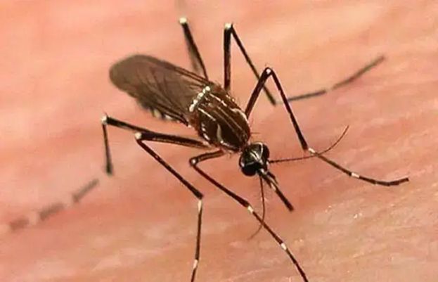 Karachi records its first dengue death of 2026